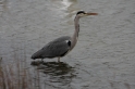 Héron cendré dans l'eau